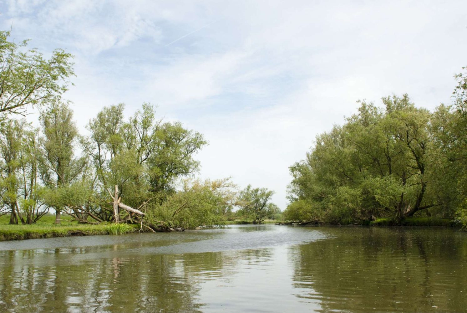 Nationaal Park de Biesbosch